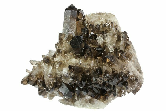 Dark Smoky Quartz Crystal Cluster - Brazil #80180